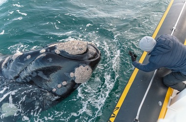 Puerto Piramides con Avistaje Tradicional